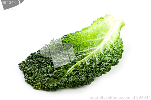 Image of fresh savoy cabbage leaf