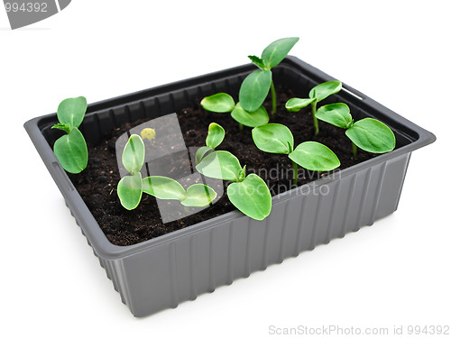 Image of sprouts in box