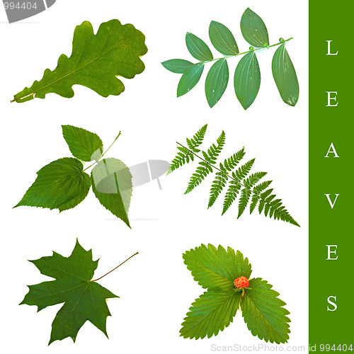 Image of leaf set