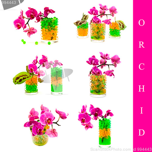 Image of orchid set