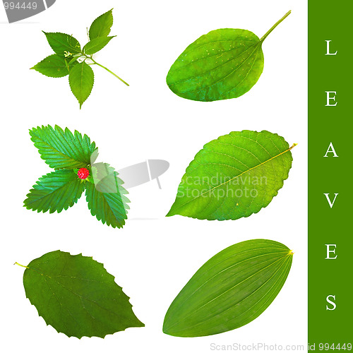 Image of leaf set