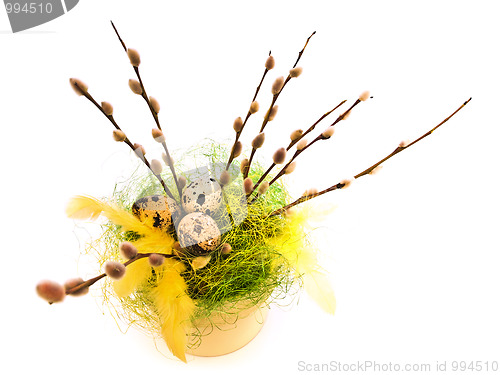 Image of Easter willow