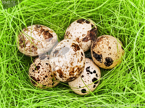 Image of quail eggs