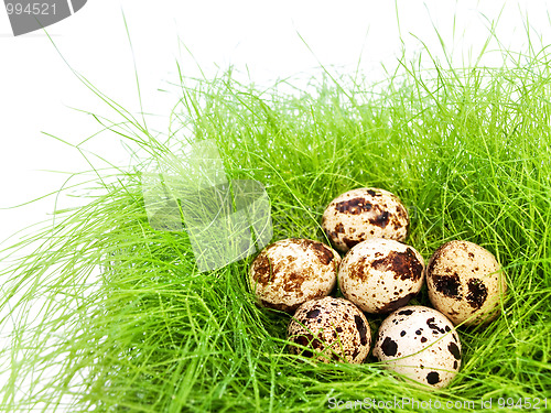 Image of quail eggs