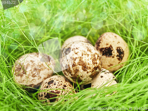 Image of quail eggs