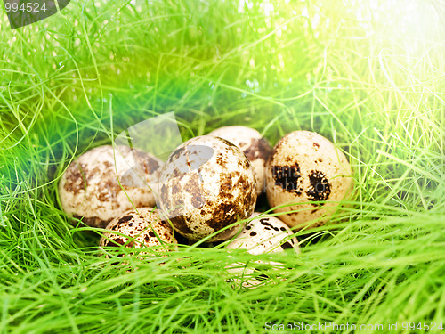 Image of quail eggs