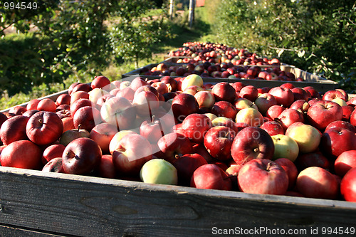 Image of Apple harvest