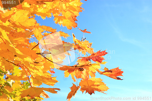 Image of Autumn