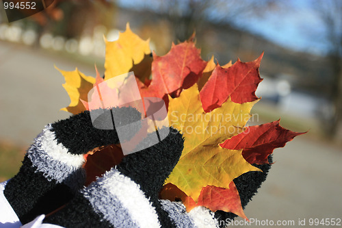 Image of Autumn