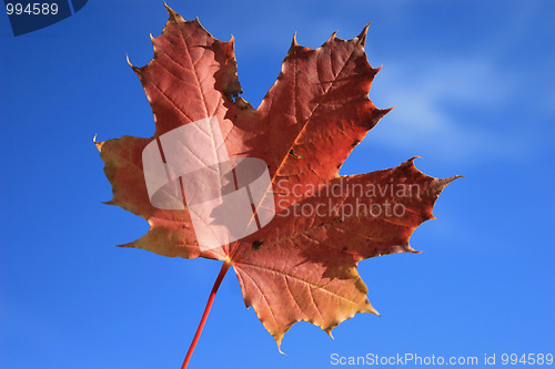 Image of Autumn