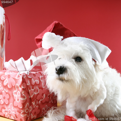 Image of White puppy