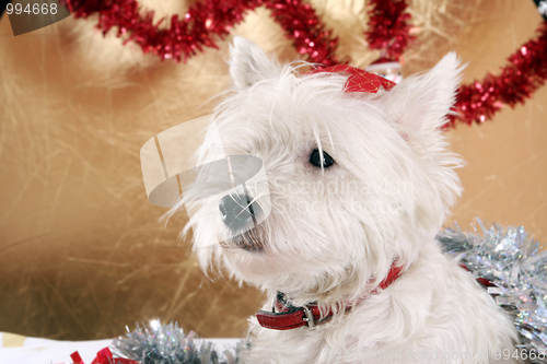 Image of White puppy