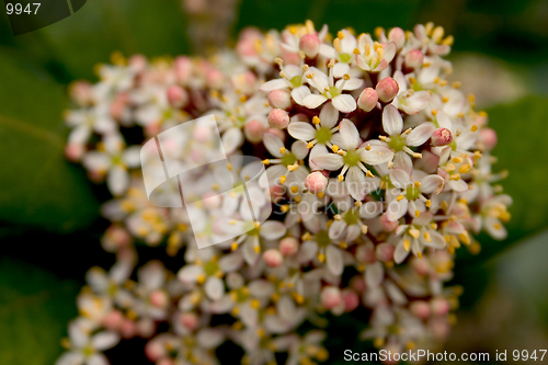 Image of flower