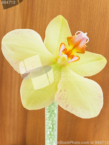 Image of orchid