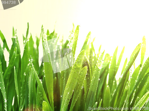 Image of sunny grass after rain