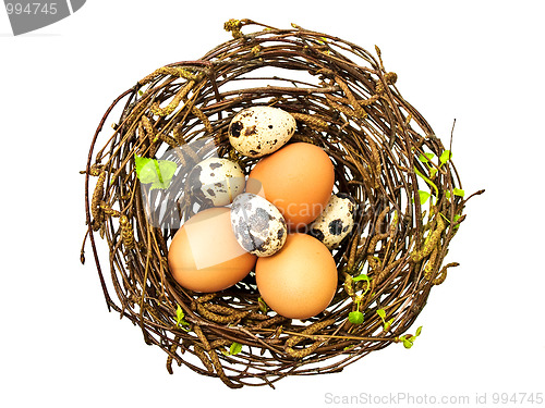 Image of nest with eggs