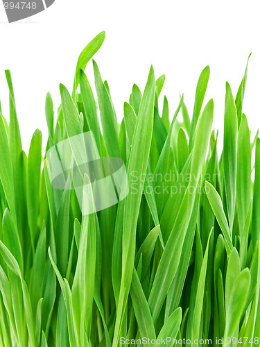 Image of green grass