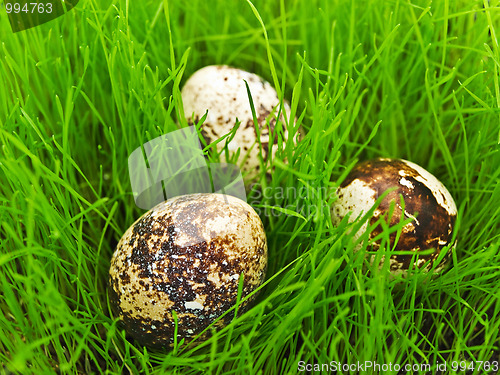 Image of eggs in grass