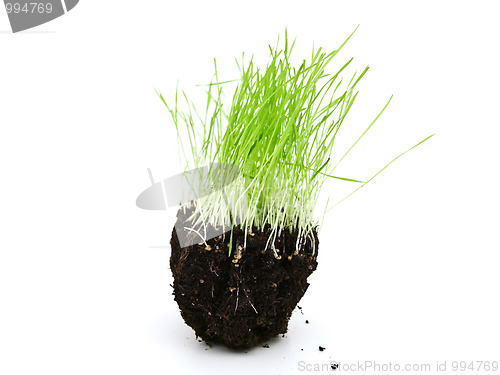 Image of grass in ground