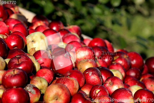 Image of Apple harvest