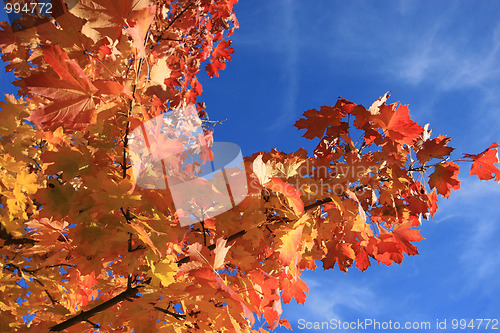 Image of Autumn