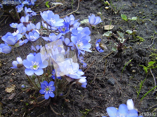 Image of spring flower