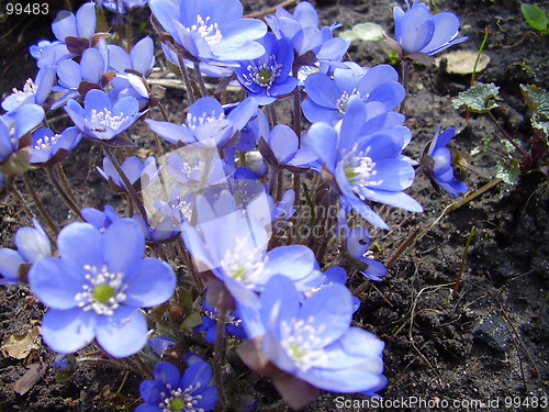 Image of spring flower 2