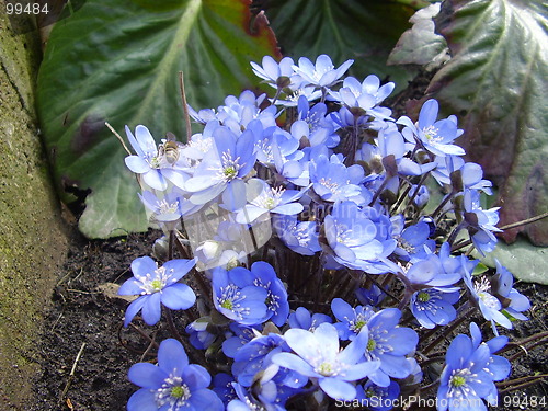Image of spring flower 3