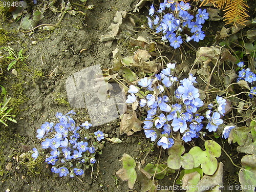 Image of spring flower 4