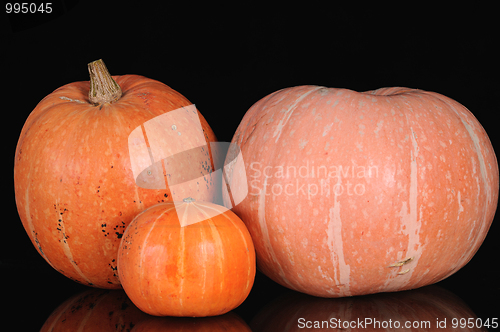 Image of three pumpkins