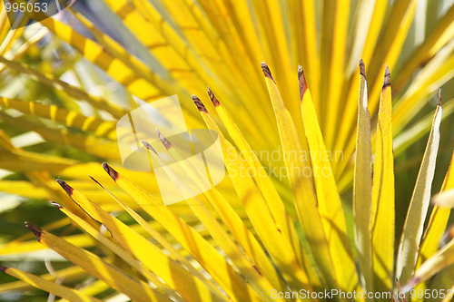 Image of Bright yellow palm leaves