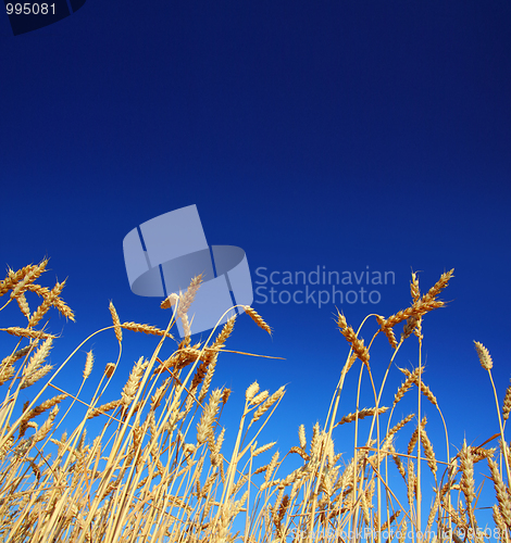 Image of stems of the wheat under sky