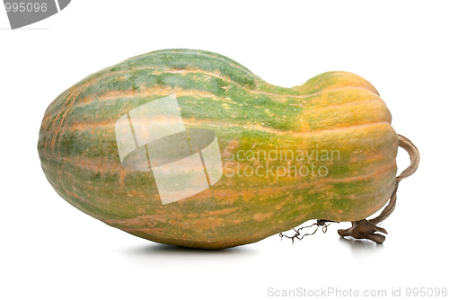 Image of Calabash pumpkin