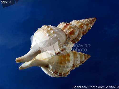 Image of Big spiral shell