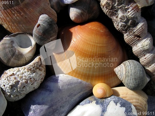 Image of Assorted sea shells