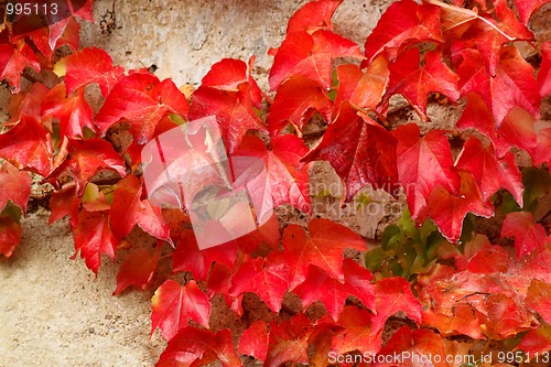 Image of Autumn red colored leaves on stone wall