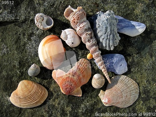 Image of Assorted sea shells