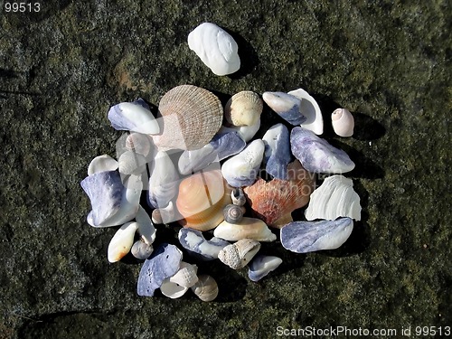 Image of Assorted sea shells