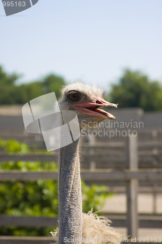 Image of Ostrich