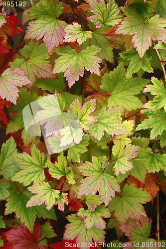 Image of autumn leaves