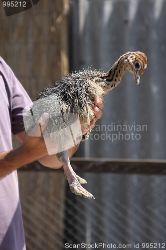 Image of Baby ostrich