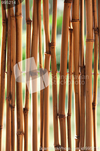 Image of Bamboo (cane) background