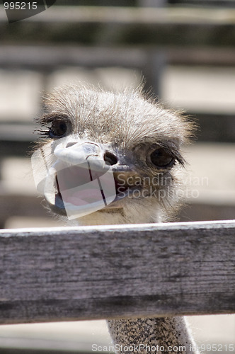 Image of Funny ostrich