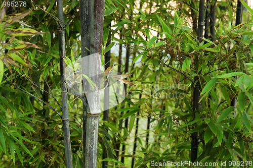 Image of bamboo