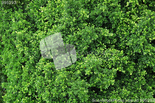 Image of forest view from high