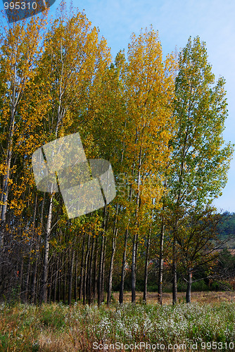 Image of Colors of autumn