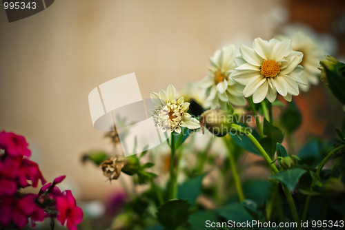 Image of floral background