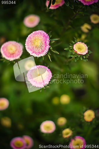 Image of floral background