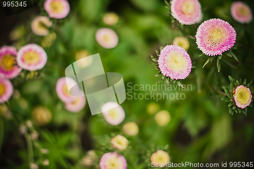 Image of floral background