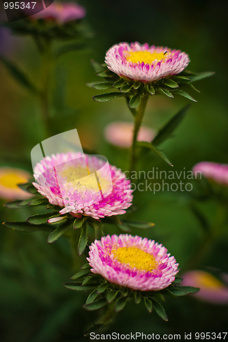 Image of blossoming pink flowers